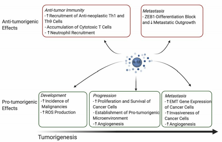 Overview of pro- and antineoplastic functions of IL-1β.